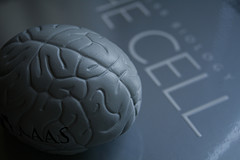 Brain cell(s) from Jepoirrier